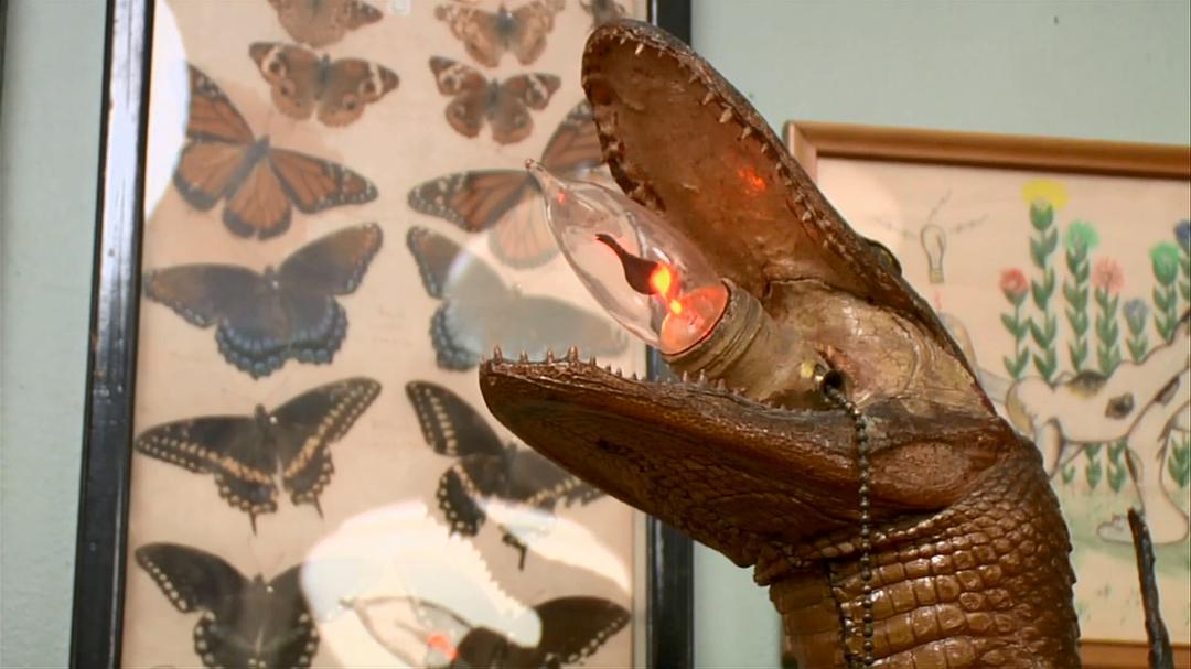 奇异世界 第一季 Discovery Channel: Oddities Season 1