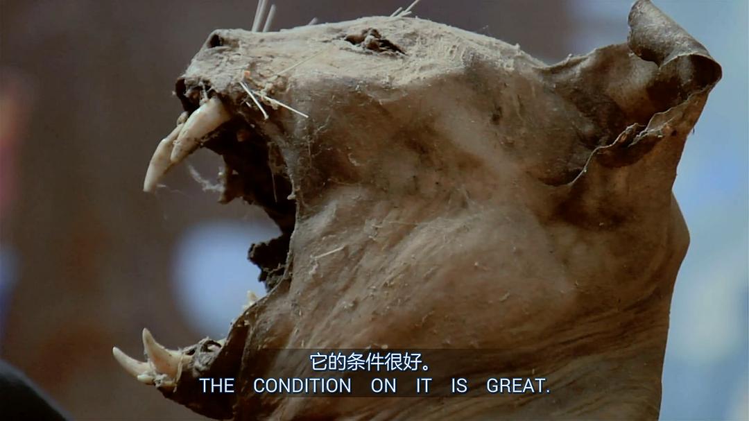 奇异世界 第一季 Discovery Channel: Oddities Season 1