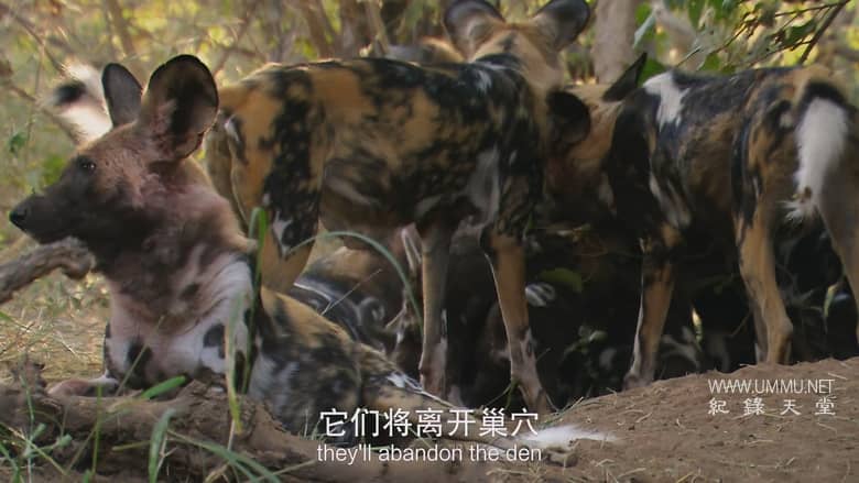 非洲致命国度 Africa's Deadly Kingdom