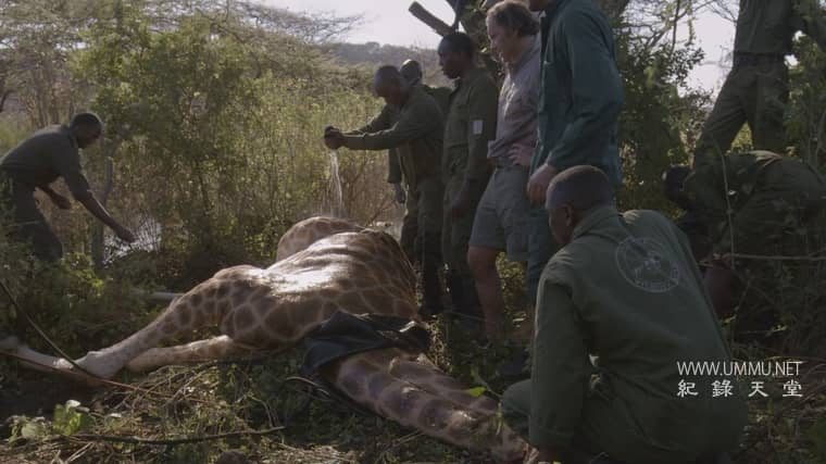 营救长颈鹿之漫漫归途 Saving Giraffes: The Long Journey Home