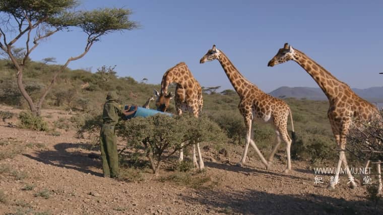 营救长颈鹿之漫漫归途 Saving Giraffes: The Long Journey Home