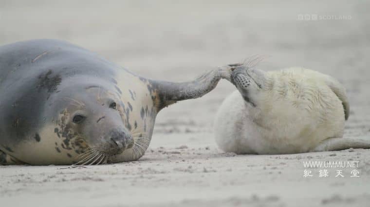 苏格兰：荒野新生 Scotland：The new Wild