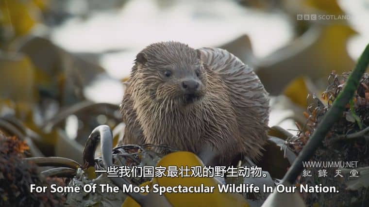 苏格兰：荒野新生 Scotland：The new Wild