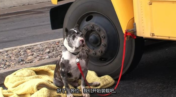 狗儿救援迎新生 第4季 Pit Bulls and Parolees