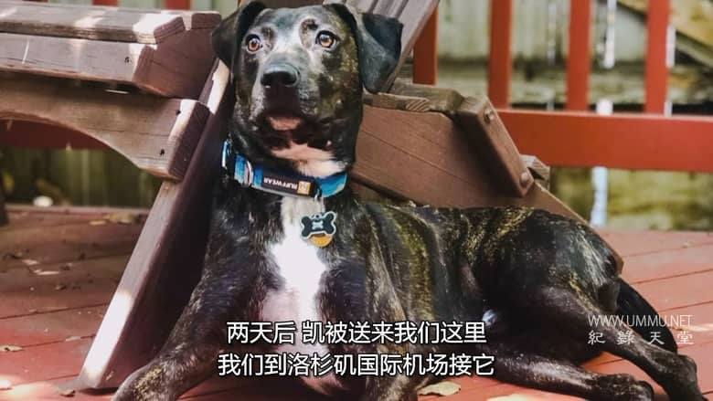 狗：不可能 Dog: Impossible