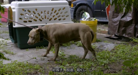 狗儿救援迎新生 第12季 Pit Bulls and Parolees