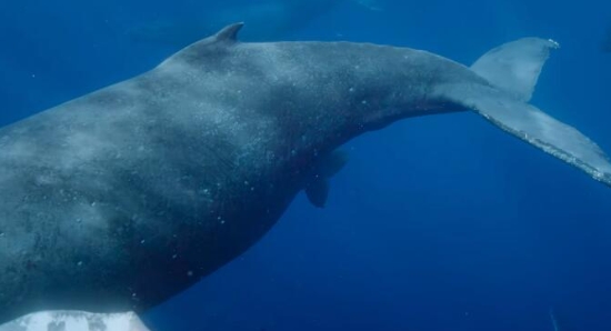 生灵奇旅/不可思议的动物之旅 第1季 Incredible Animal Journeys