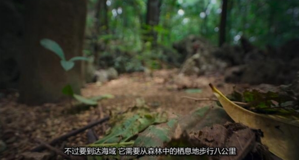 生灵奇旅/不可思议的动物之旅 第1季 Incredible Animal Journeys