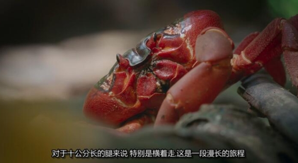 生灵奇旅/不可思议的动物之旅 第1季 Incredible Animal Journeys