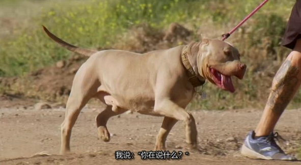 狗儿救援迎新生 第1季  Pit Bulls and Parolees