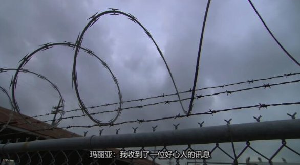 狗儿救援迎新生 第15季 Pit Bulls and Parolees