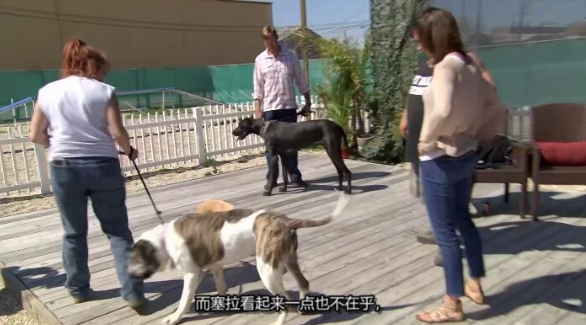 狗儿救援迎新生 第6季 Pit Bulls and Parolees