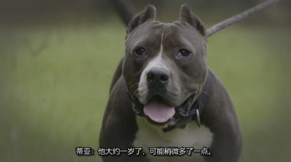 狗儿救援迎新生 第13季 Pit Bulls and Parolees