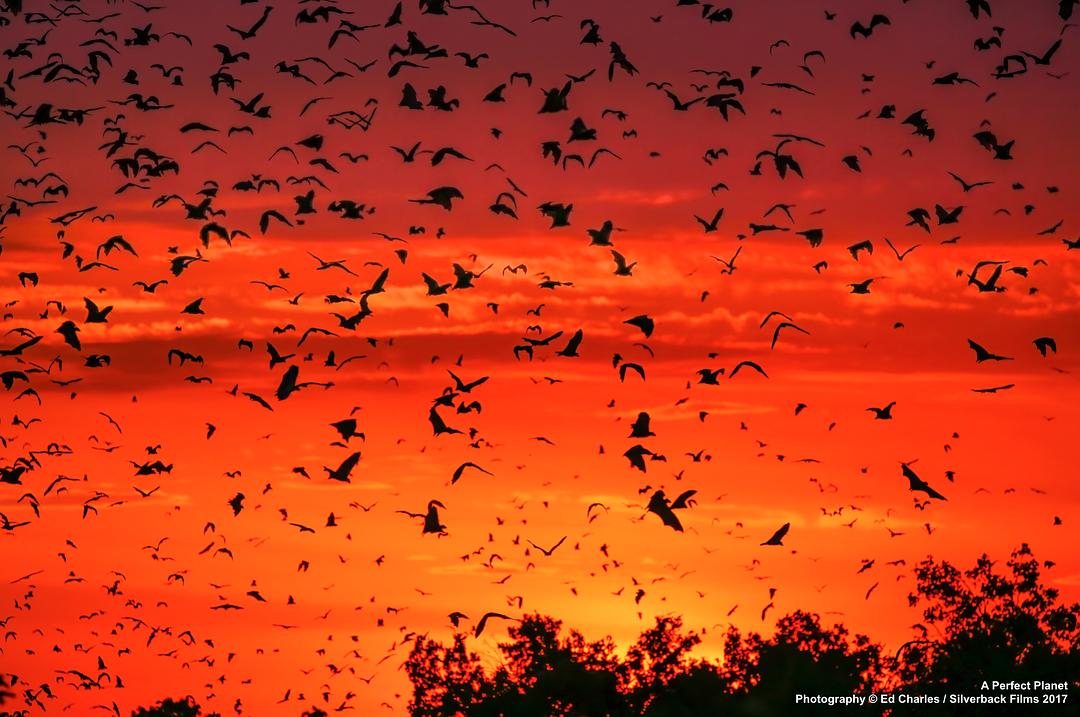 完美星球 A Perfect Planet