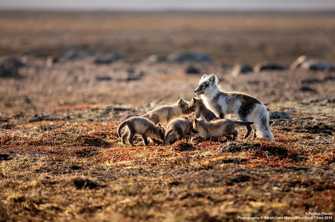 完美星球 A Perfect Planet