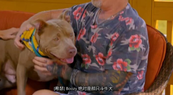 狗儿救援迎新生  第19季 Pit Bulls and Parolees