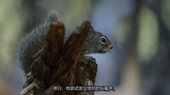 美丽美利坚  第1季 America the Beautiful