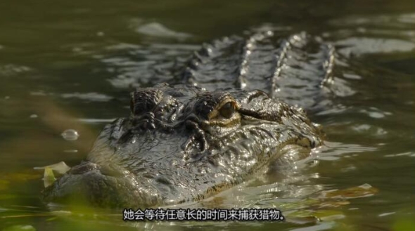 美丽美利坚  第1季 America the Beautiful