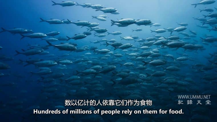 澳大利亚海洋奇幻之旅 Australia's Ocean Odyssey