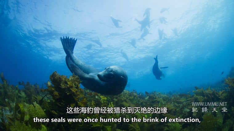 澳大利亚海洋奇幻之旅 Australia's Ocean Odyssey