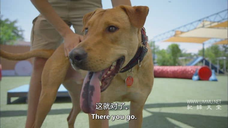 战后应激疗愈犬 Dogs of War