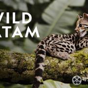 野性美洲/南美自然之旅 Wild Latam 2020