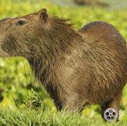 野性美洲/南美自然之旅 Wild Latam 2020