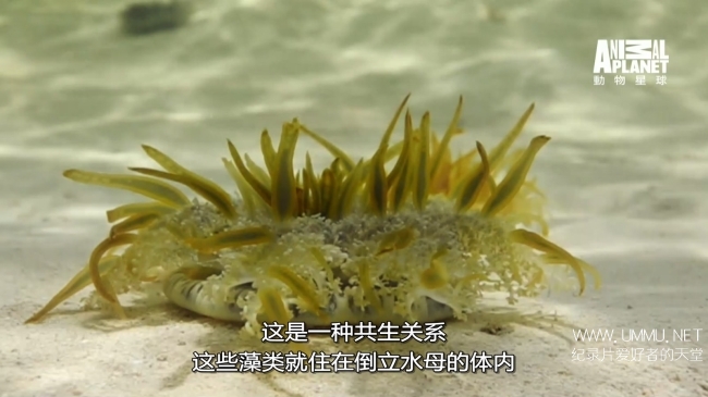 蓝色巴哈马：红树林 Bahama Blue:Mangroves