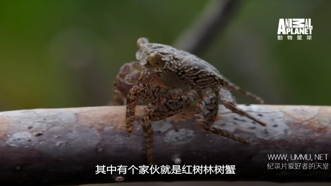 蓝色巴哈马：红树林 Bahama Blue:Mangroves