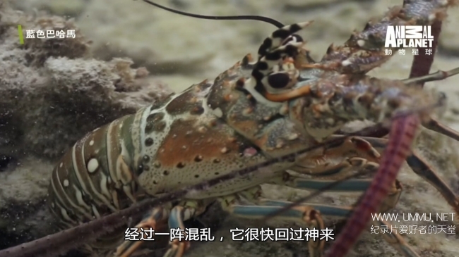 蓝色巴哈马：红树林 Bahama Blue:Mangroves