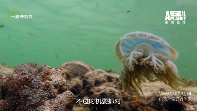 蓝色巴哈马：红树林 Bahama Blue:Mangroves