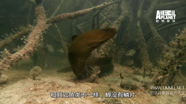 蓝色巴哈马：红树林 Bahama Blue:Mangroves