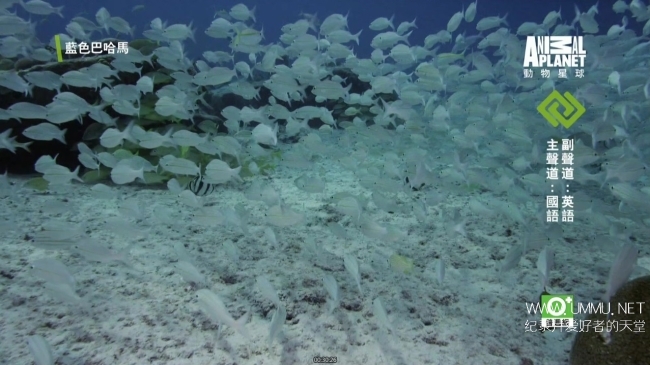 蓝色巴哈马：珊瑚礁 Bahama Blue:Coral