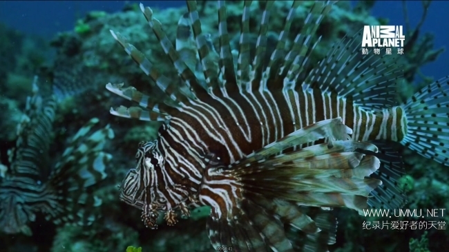 蓝色巴哈马：珊瑚礁 Bahama Blue:Coral