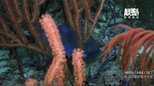 蓝色巴哈马：珊瑚礁 Bahama Blue:Coral