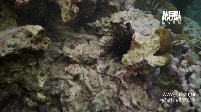 蓝色巴哈马：珊瑚礁 Bahama Blue:Coral