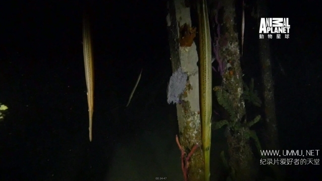 蓝色巴哈马：珊瑚礁 Bahama Blue:Coral