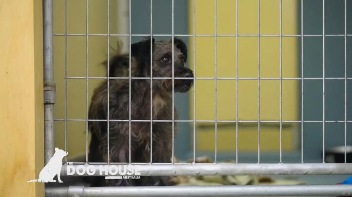 狗狗之家  第6季  The Dog House