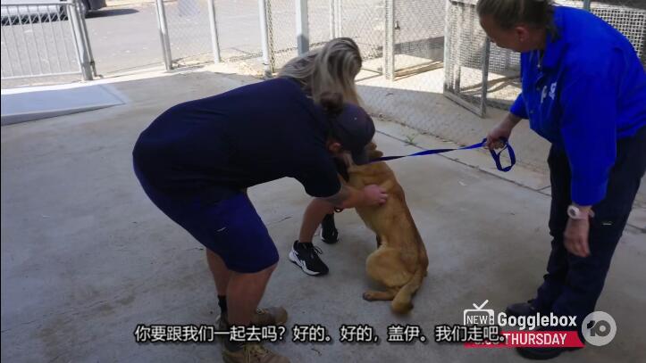 狗狗之家  第6季  The Dog House