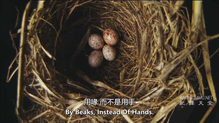 动物家园 Animal Homes