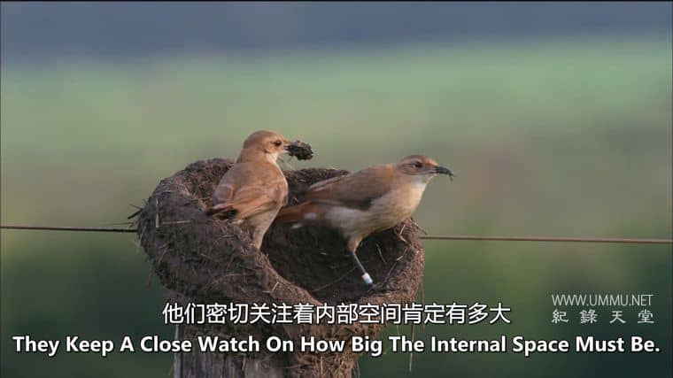 动物家园 Animal Homes