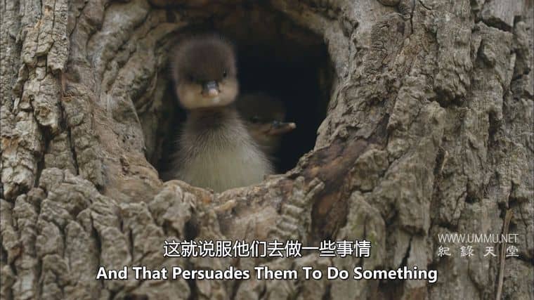 动物家园 Animal Homes