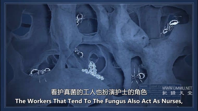 动物家园 Animal Homes