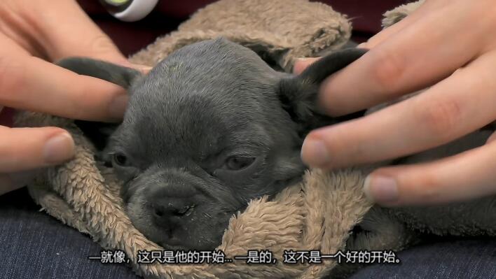 狗狗之家  第2季  The Dog House