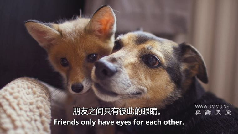 神奇的动物朋友 Amazing Animal Friends