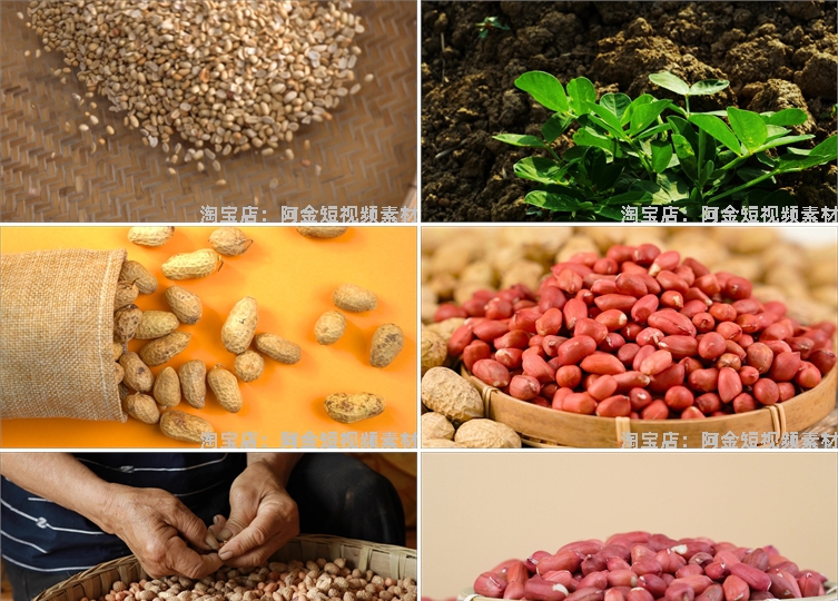 花生合集特写花生米有机带壳粒抖音短视频自媒体高清实拍素材剪辑