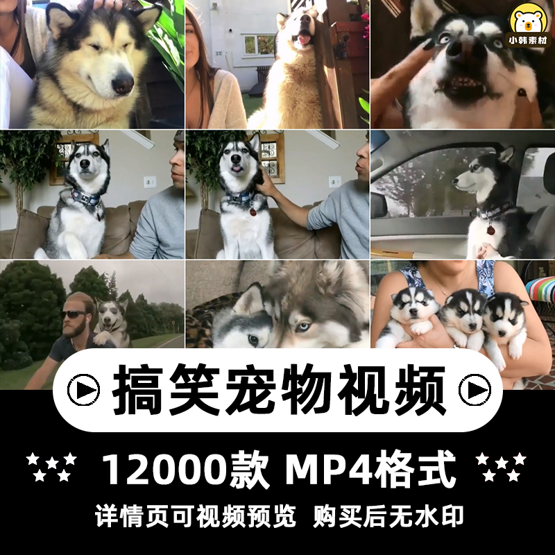 搞笑幽默动物宠物萌宠短视频设计素材可爱猫咪狗狗爆笑呆萌高清