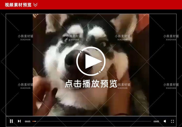 搞笑幽默动物宠物萌宠短视频设计素材可爱猫咪狗狗爆笑呆萌高清