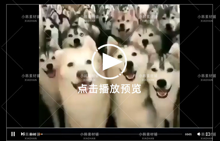 搞笑幽默动物宠物萌宠短视频设计素材可爱猫咪狗狗爆笑呆萌高清