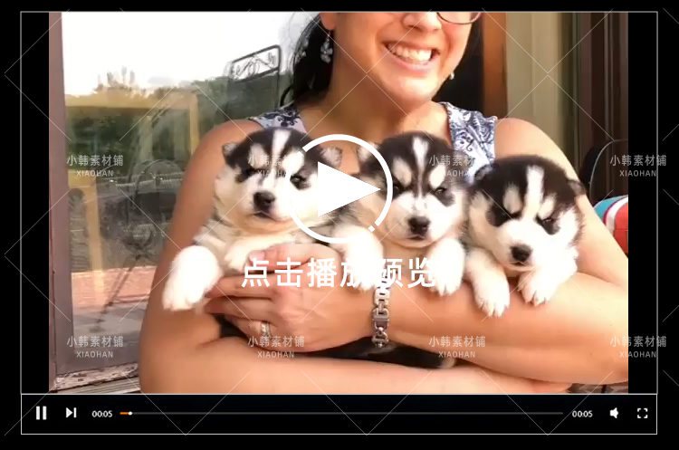 搞笑幽默动物宠物萌宠短视频设计素材可爱猫咪狗狗爆笑呆萌高清